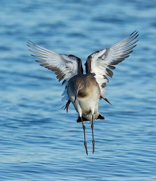 Black Tailed Godwit - David Schenck.jpg